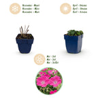 Géranium sanguineum 'Max Frei' (géranium vivace) – rose – 24 plantes, Ø11 cm, 15–25 cm de haut