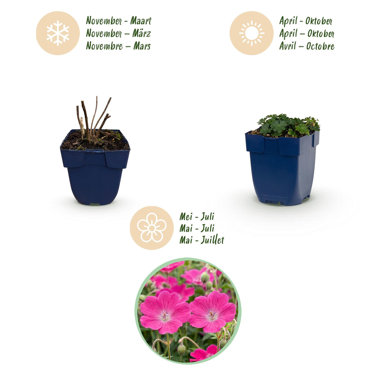 Géranium sanguineum 'Max Frei' (géranium vivace) – rose – 24 plantes, Ø11 cm, 15–25 cm de haut – photo 4