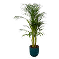 Areca palm (Dypsis) in Vibes Fold Round-sierpot blauw – Ø21 cm, 110 cm hoog