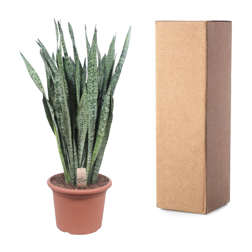 Sansevieria Zeylenica (mother-in-law's tongue) – Ø35 cm, 110 cm high – photo 3