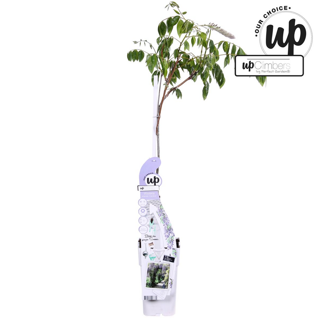 Wisteria sinensis 'Caroline' (purple rain) – Ø15 cm, 65 cm high – photo 9