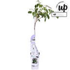 Wisteria sinensis 'Caroline' (purple rain) – Ø15 cm, 65 cm high