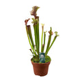 Sarracenia Judith Hindle (plante-trompette) – Ø12 cm, 30 cm de haut