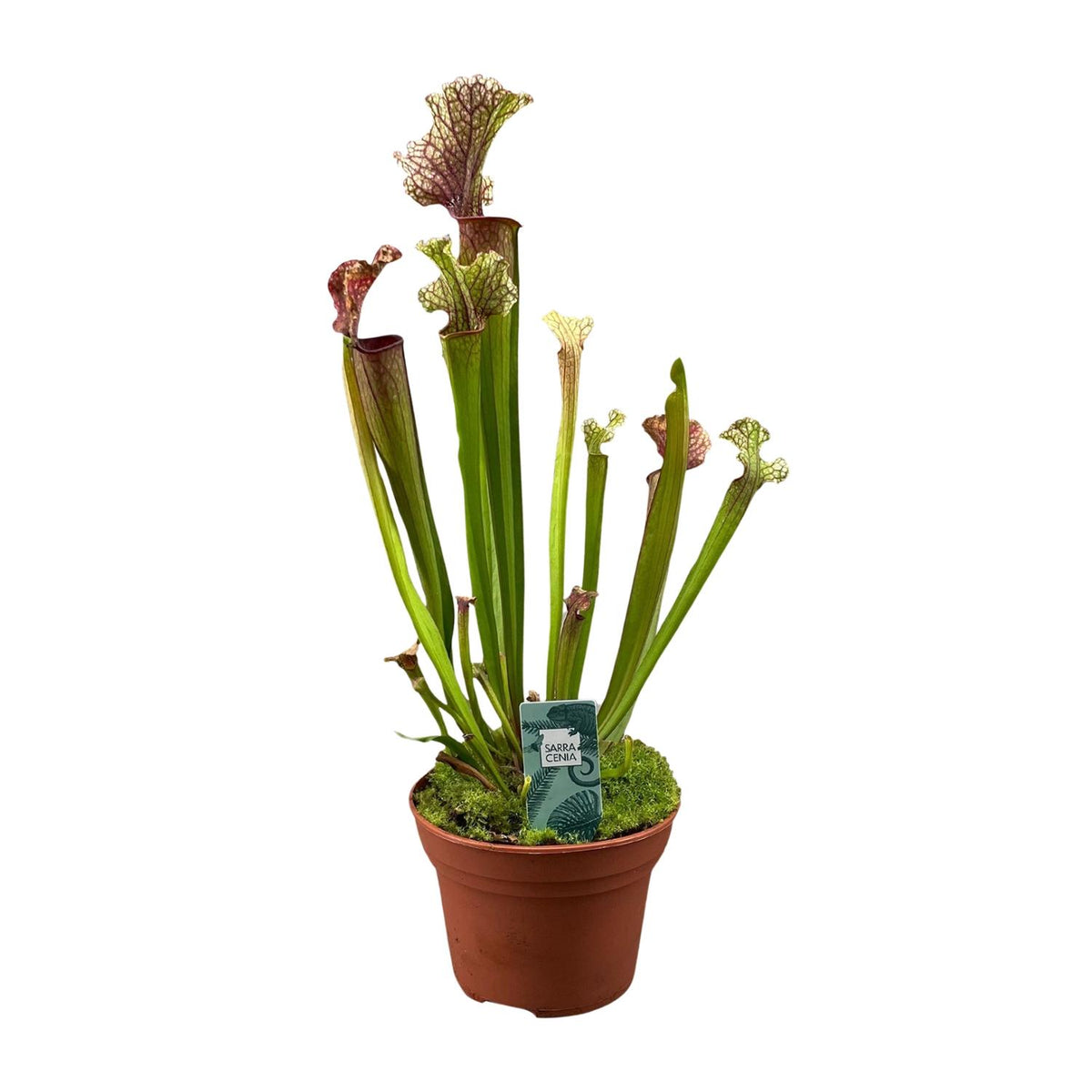 Sarracenia Judith Hindle (Trompetenbecherpflanze) – Ø 12 cm, 30 cm hoch