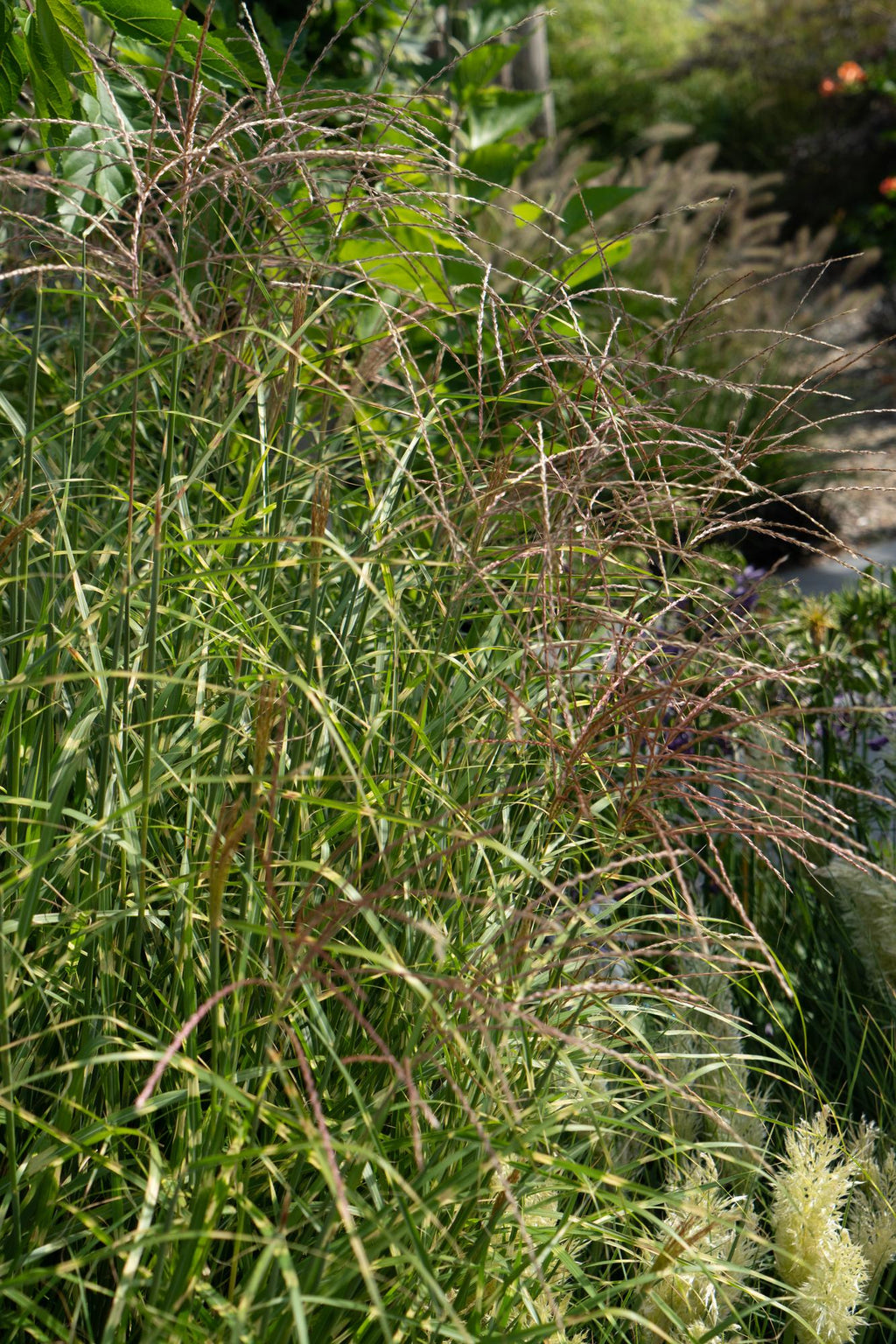 Miscanthus sinensis 'Strictus' (Japanisches Silbergras) – Ø 23 cm, 60 cm hoch – Bild 6