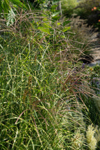 Miscanthus sinensis 'Strictus' (Japanisches Silbergras) – Ø 23 cm, 60 cm hoch