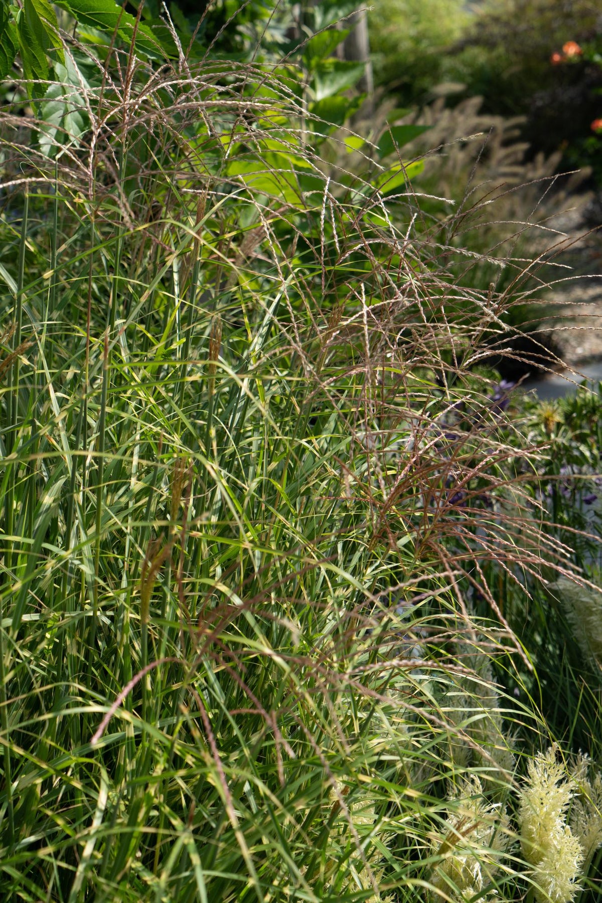 Miscanthus sinensis 'Strictus' (Japanisches Silbergras) – Ø 23 cm, 60 cm hoch – Bild 6