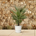 Chamaerops humilis (dwarf palm) – Ø30 cm, 150 cm high