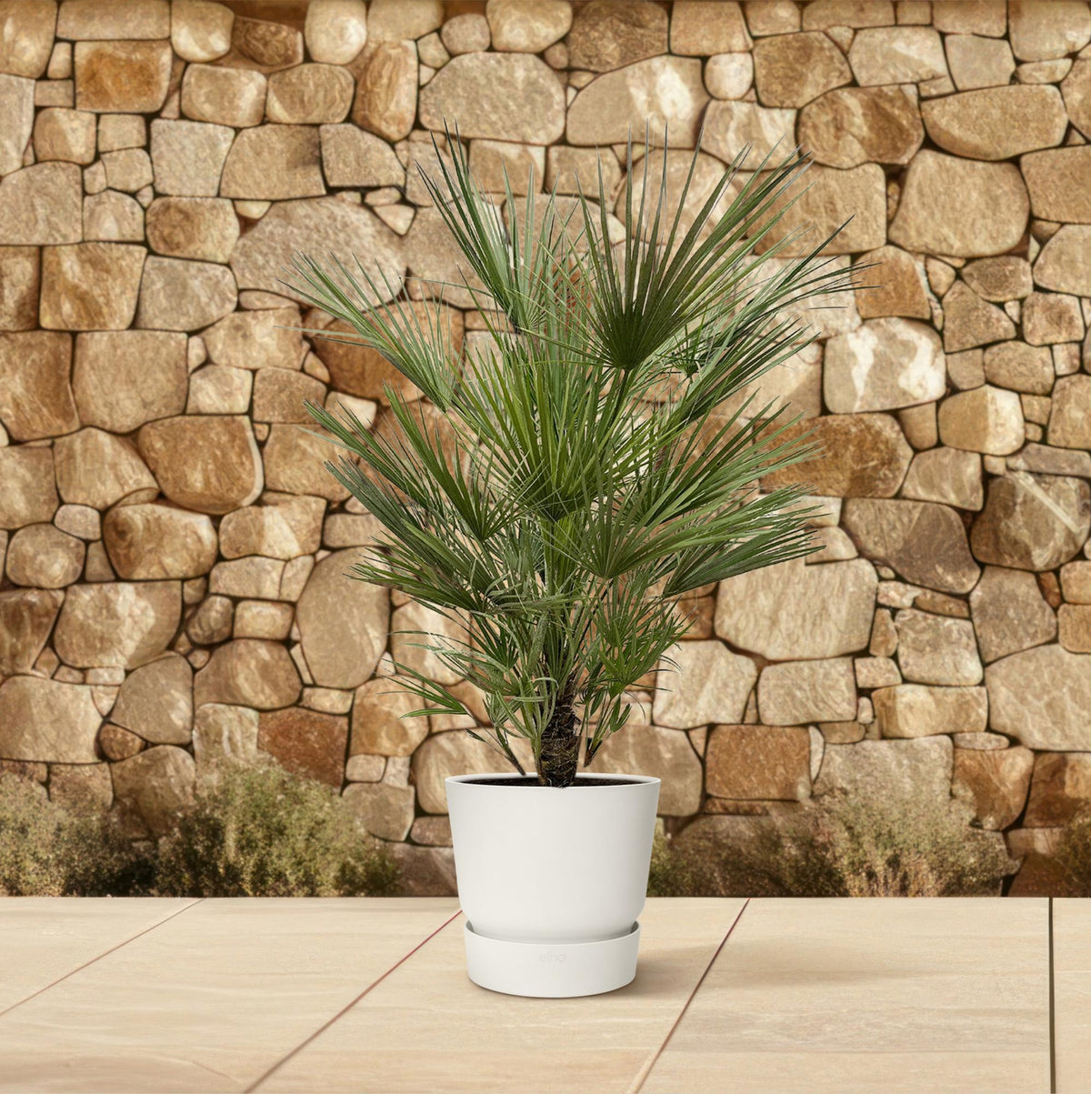 Chamaerops humilis (dwarf palm) – Ø30 cm, 150 cm high – photo 4