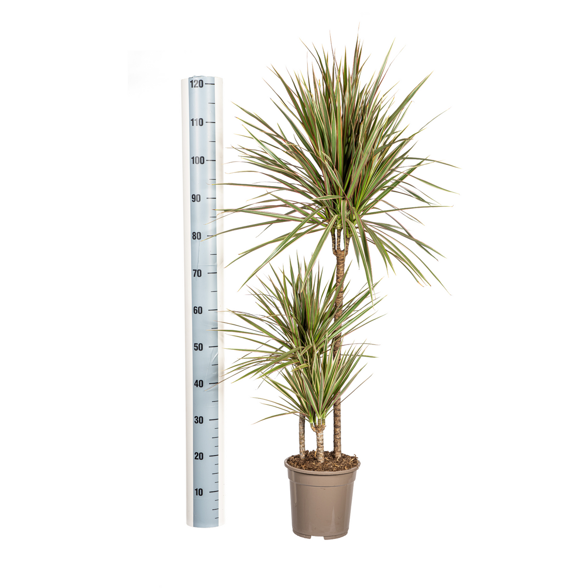 Dracaena marginata Bicolor (arbre dragonnier) – Ø21 cm, 110–130 cm de haut