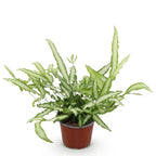Pteris cretica Albolineata (pteris-varen) – Ø12 cm, 20 cm hoog