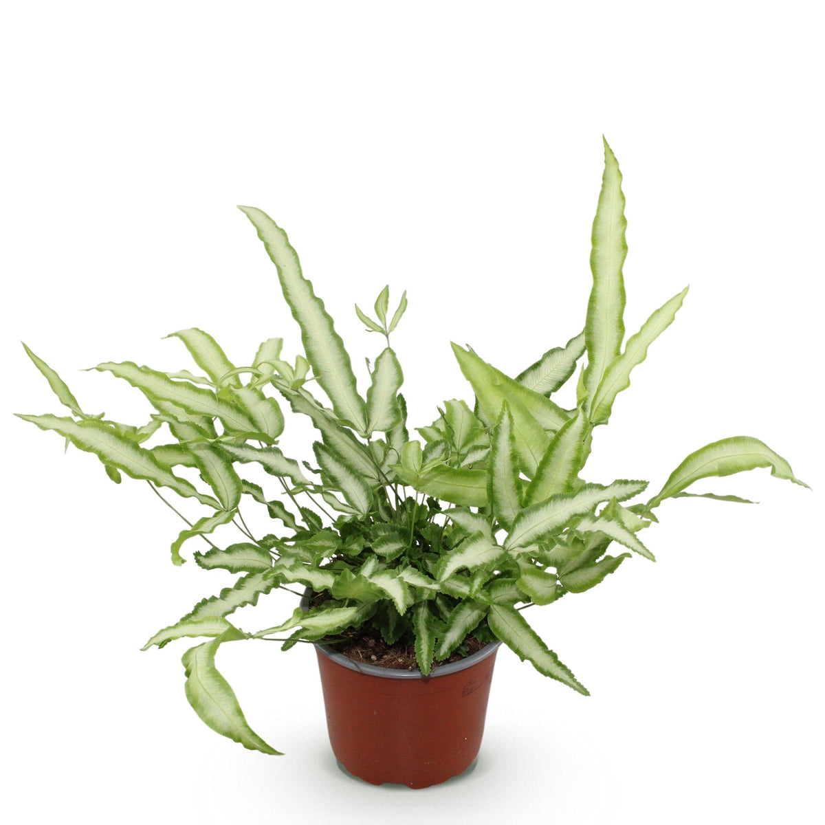 Pteris cretica Albolineata (pteris-varen) – Ø12 cm, 20 cm hoog
