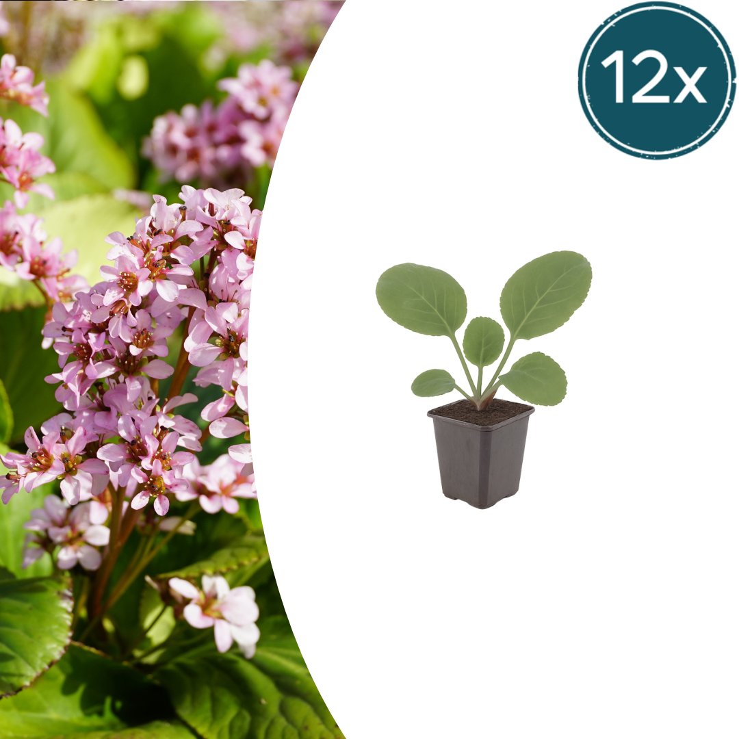 Bergenia cordifolia (schoenlappersplant) – 12 planten, Ø9 cm, 10–25 cm hoog