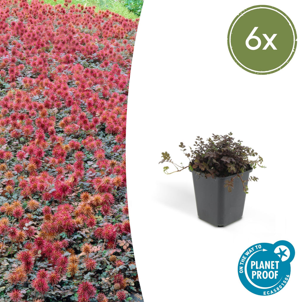 Acaena microphylla 'Kupferteppich' (acaeña) – 6 plantes, Ø9 cm, 10–25 cm de haut