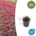 Acaena microphylla 'Kupferteppich' (acaeña) – 6 plantes, Ø9 cm, 10–25 cm de haut