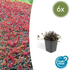 Acaena microphylla 'Kupferteppich' (acaeña) – 6 plantes, Ø9 cm, 10–25 cm de haut