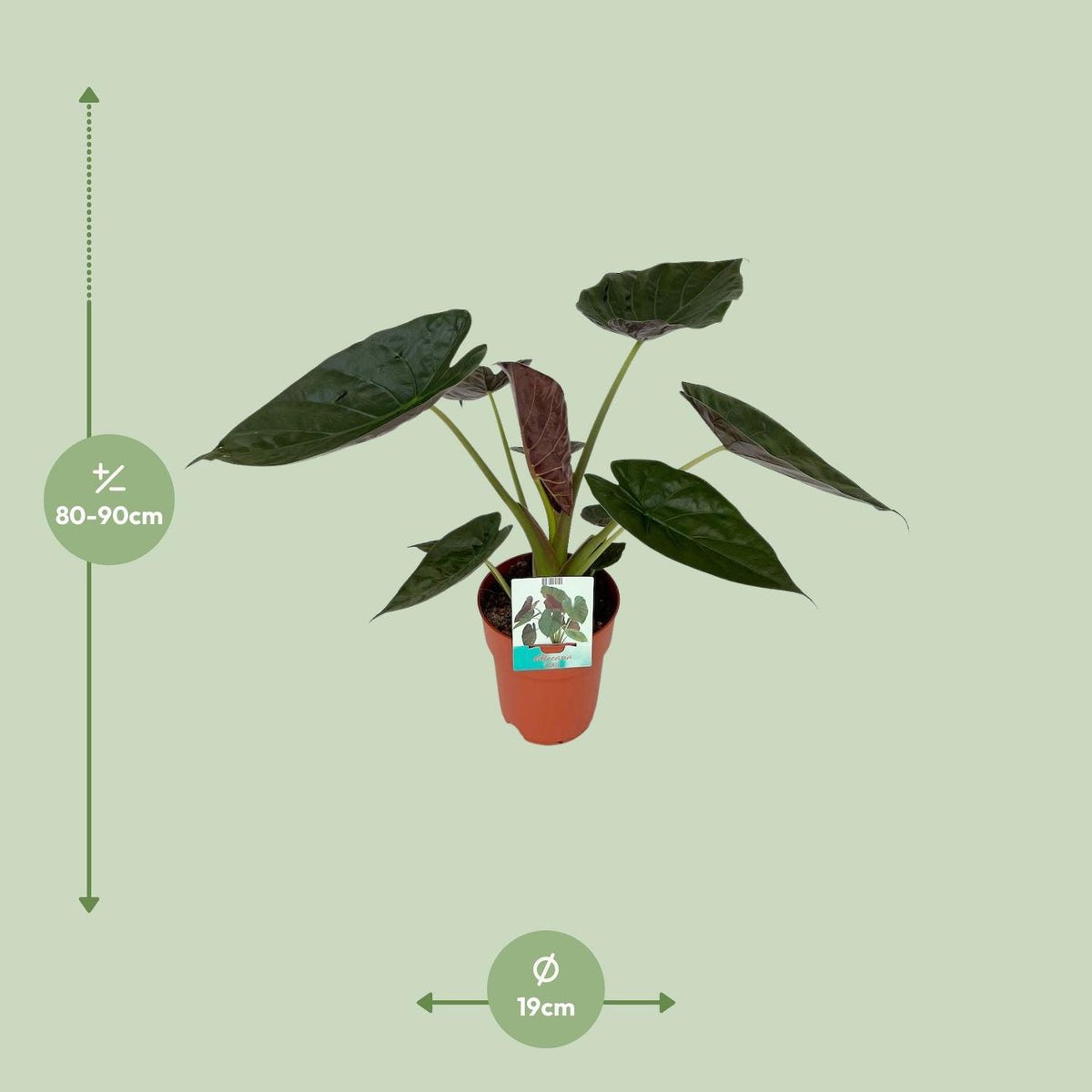 Alocasia Wentii (Elefantenohr) – Ø19 cm, 85 cm hoch