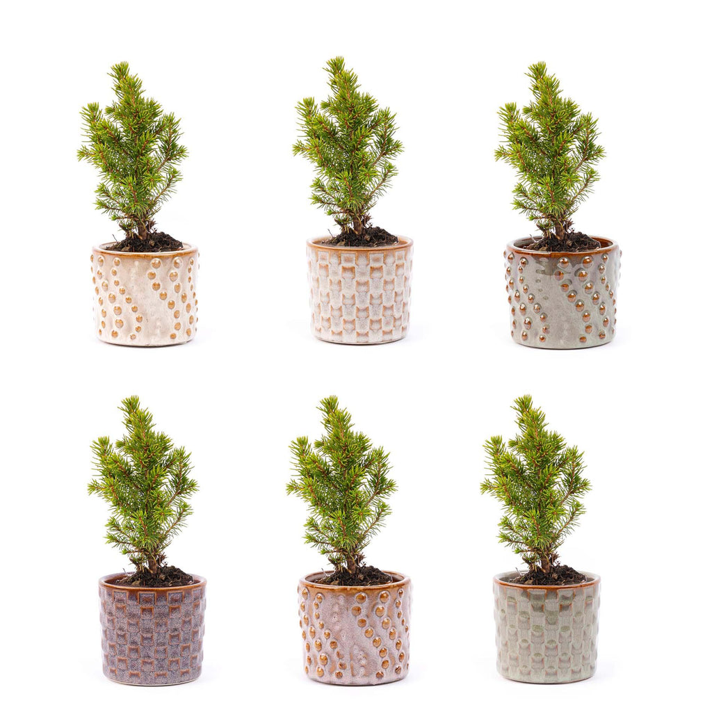 Mini-Weihnachtsbäume im Topf Set Madrid – Ø7 cm – Drahtbeleuchtung LED-Lichter