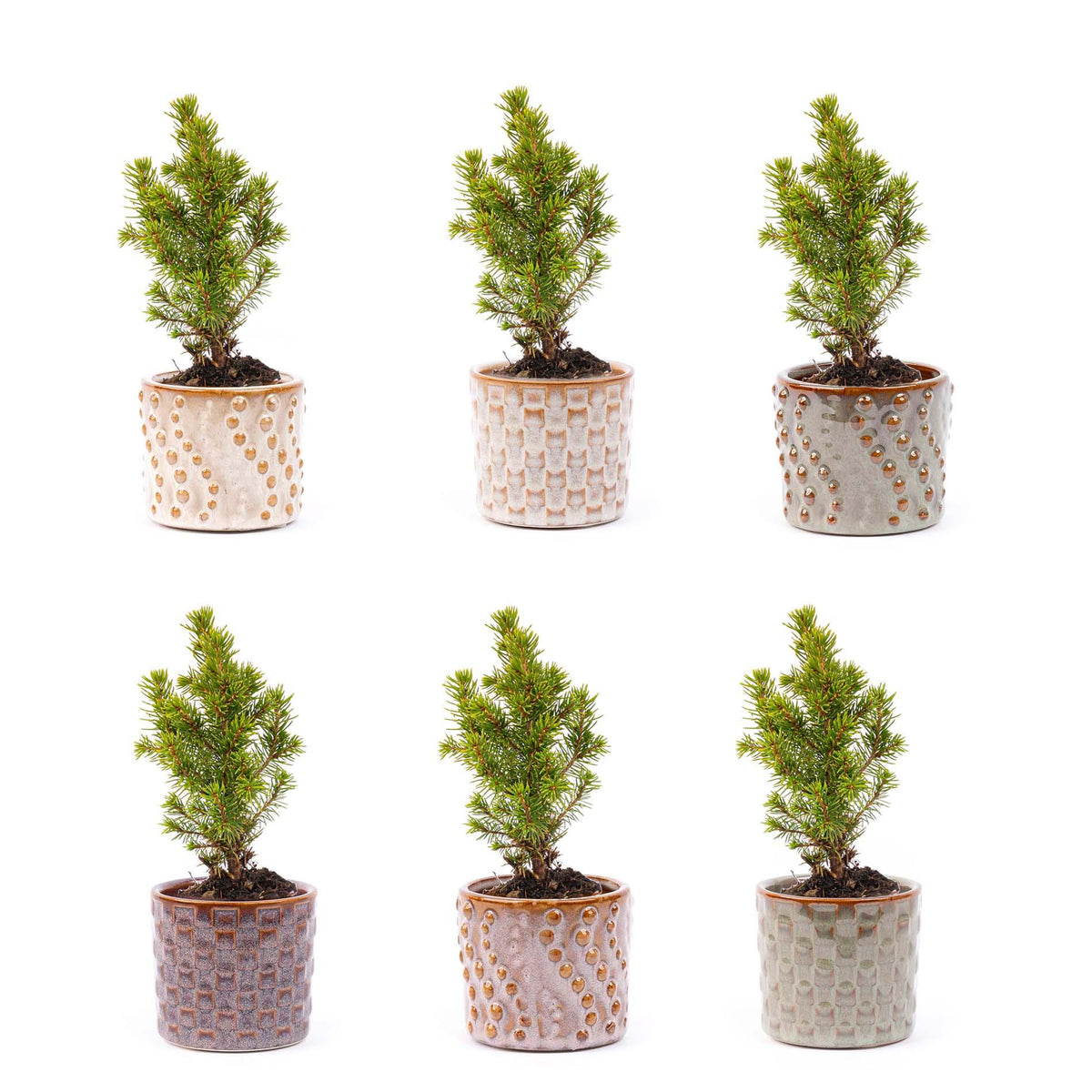 Mini-Weihnachtsbäume im Topf Set Madrid – Ø7 cm – Drahtbeleuchtung LED-Lichter