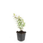 Hypericum 'Hidcote' (Johanniskraut) – 24 Pflanzen, Ø9 cm, 10–25 cm hoch