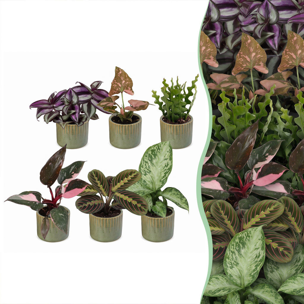 6× overraskelsesæske med stueplanter inkl. Linnea Olive – Ø6 cm, 5–15 cm høj