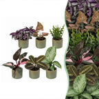 6× overraskelsesæske med stueplanter inkl. Linnea Olive – Ø6 cm, 5–15 cm høj