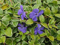 Vinca minor 'Ralph Shugert' (periwinkle) – 12 plants, Ø9 cm, 10–25 cm high