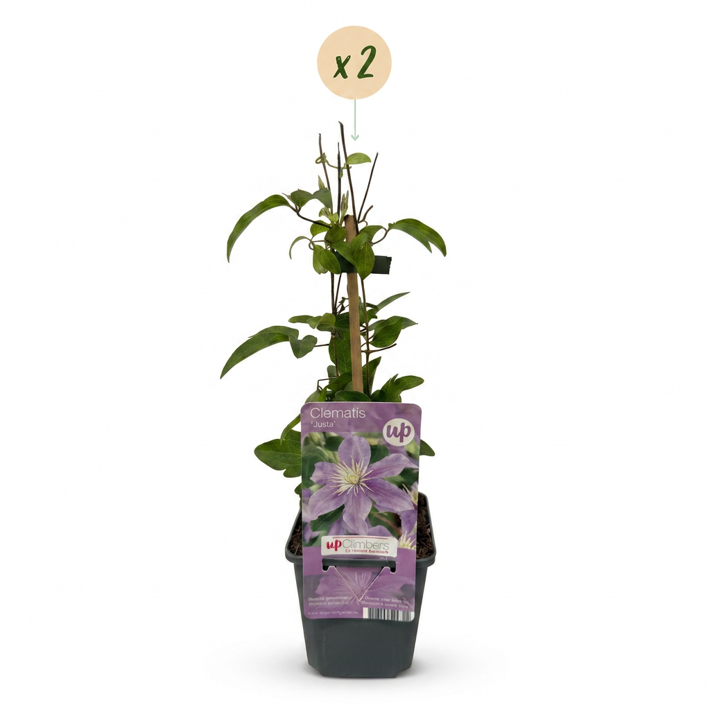 Clematis 'Justa' (bosrank) – blauw – 2 planten, Ø9 cm, 35 cm hoog