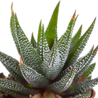 Gasteria/Haworthia mix – Ø6 cm, 13 cm hoog