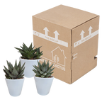 Mélange de Gasteria/Haworthia dans un pot blanc – Ø 10 cm, 18 cm de haut
