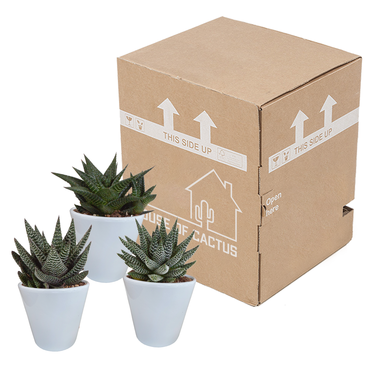 Gasteria/Haworthia-blanding i hvid potte – Ø10 cm, 18 cm høj