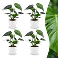 4× Monstera deliciosa (Fensterblatt) im weißen Tontopf – Ø 12 cm, 30 cm hoch