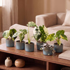 6× Baby Variegata Mix Plants incl. Linnea Misty Blue – Ø6 cm, 10–15 cm tall
