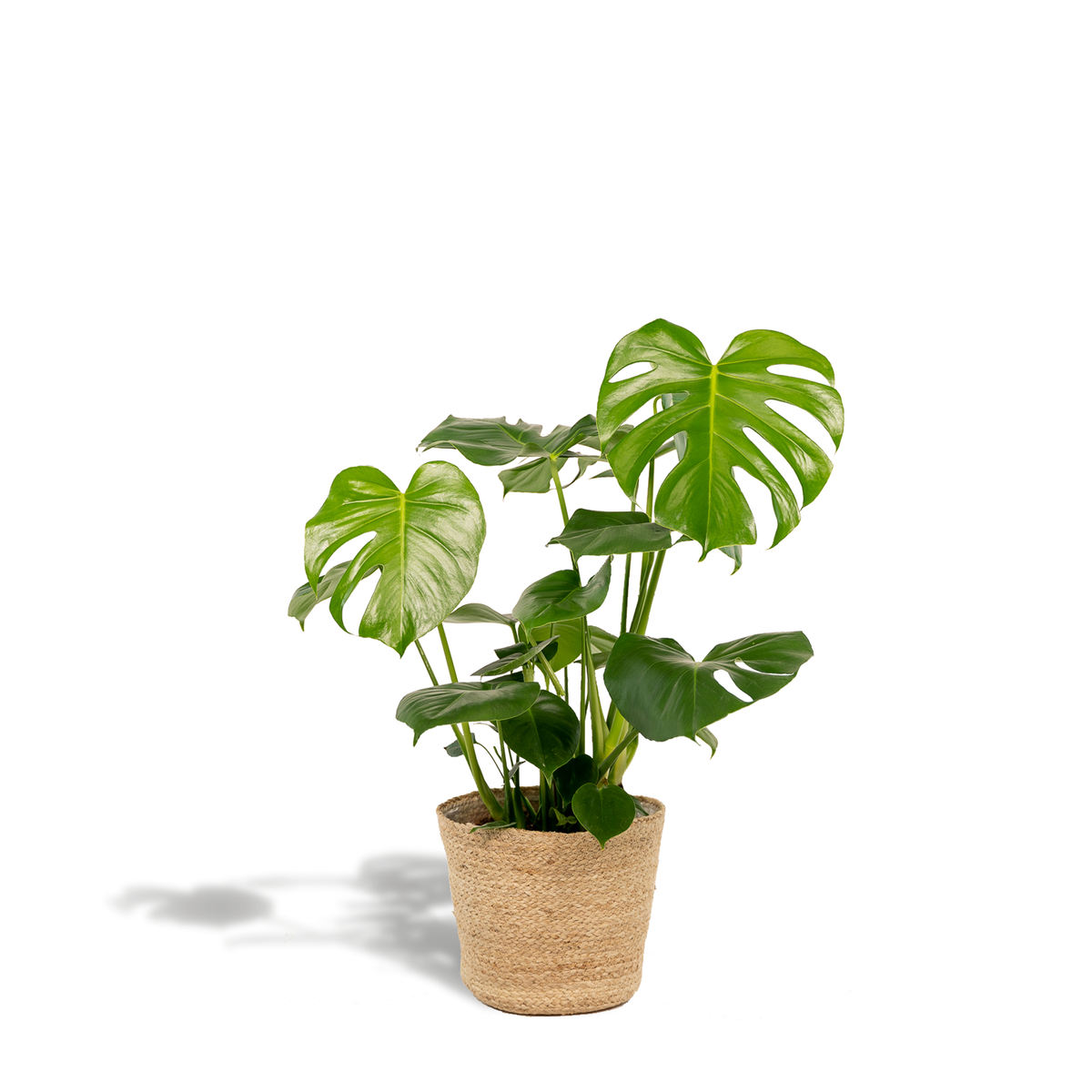 Monstera deliciosa (gatenplant) met mand selin – Ø21 cm, 80 cm hoog