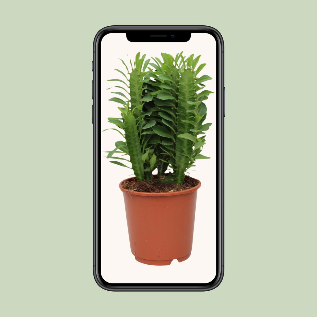 Euphorbia Trigona – Ø12 cm, 40 cm høj
