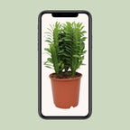 Euphorbia Trigona – Ø12 cm, 40 cm høj