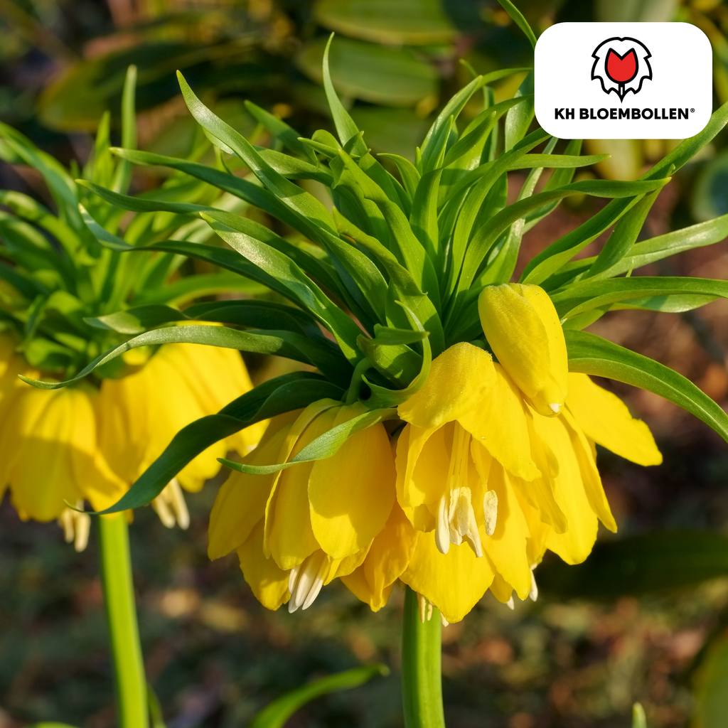 Couronne impériale 'Lutea' – 5 bulbes