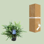 Phlebodium Blue Fern (blåbreg) – Ø14 cm, 40 cm høj