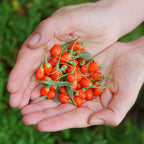 Fruchtpflanzen – orange – 3 Pflanzen, Ø9 cm, 35 cm hoch
