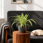 4× Chlorophytum comosum Variegatum (spider plant) in grey Potter decorative pot – Ø12 cm, 20 cm high