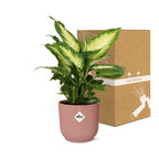 Dieffenbachia ‘Camilla’ in ELHO Vibes Fold 14cm roze – 35 cm hoog