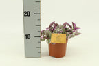 Tradescantia Sweetness – Ø11 cm, 10 cm hoog