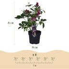 Helleborus orientalis 'Double Ellen Red' (kerstroos) – Ø14 cm, 35 cm hoog