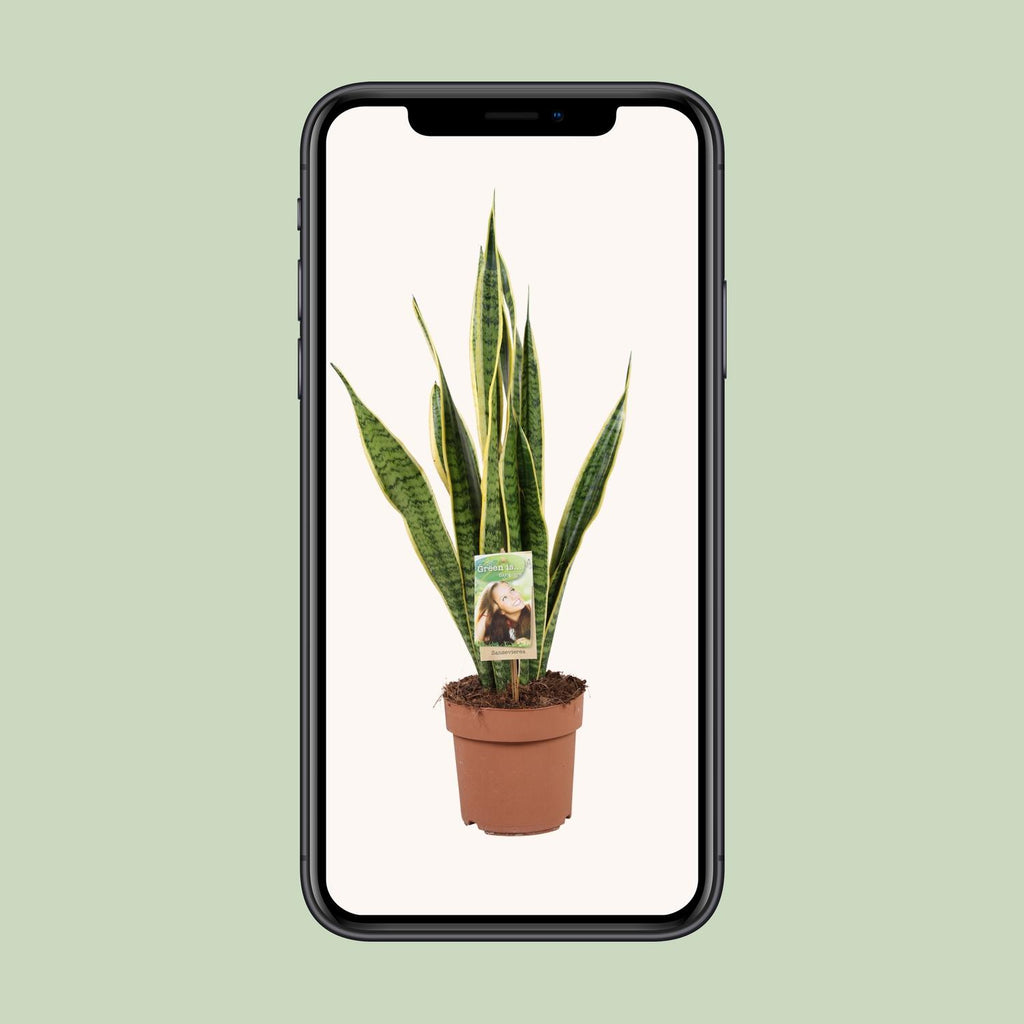 Sansevieria trifasciata Laurentii (Bogenhanf) – Ø 17 cm, 60 cm hoch – Art. 9697 – Bild 4