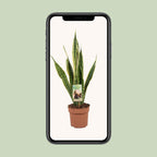 Sansevieria trifasciata Laurentii (Bogenhanf) – Ø 17 cm, 60 cm hoch – Art. 9697