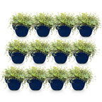 Thymus praecox minor (thym rampant) – rose – 12 plants, Ø11 cm, 15–25 cm de haut