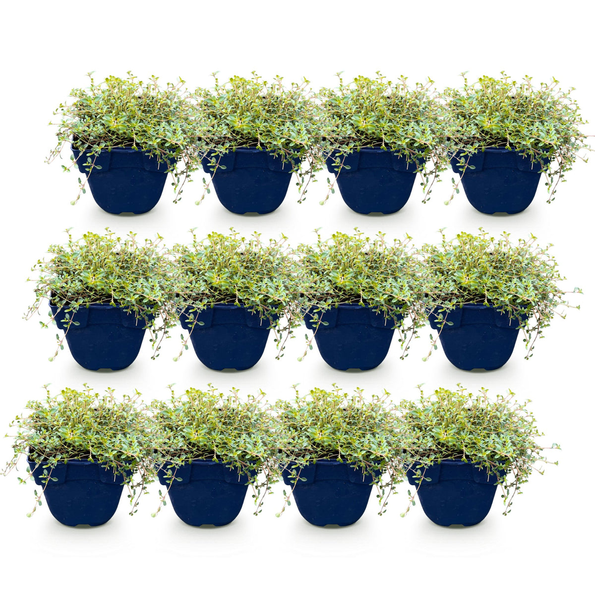 Thymus praecox minor (kruiptijm) – roze – 12 planten, Ø11 cm, 15–25 cm hoog