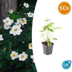 Anemone hyb. 'Honorine Jobert' (anémone d'automne) – 60 plants, Ø9 cm, 10–25 cm de haut