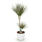 Dracaena marginata Bicolor (dragebreg) i Potter-pyntepotte hvid – Ø21 cm, 90–100 cm høj