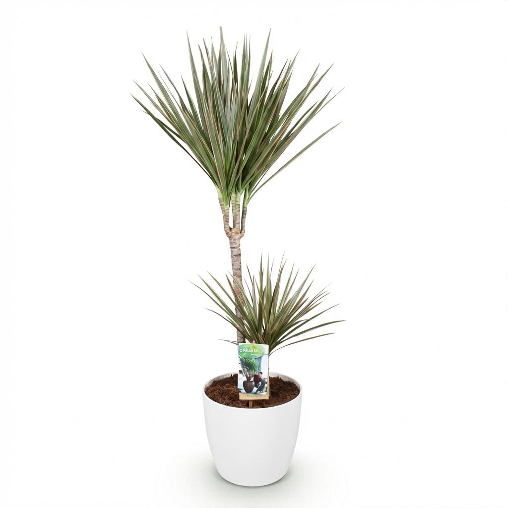 Dracaena marginata Bicolor (Drachenbaum) im weißen Tontopf – Ø 21 cm, 90–100 cm hoch